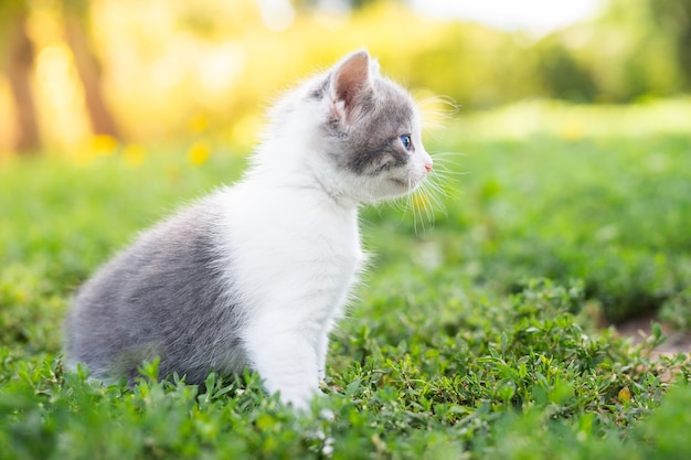 緑の草の小さなかわいい灰色の子猫