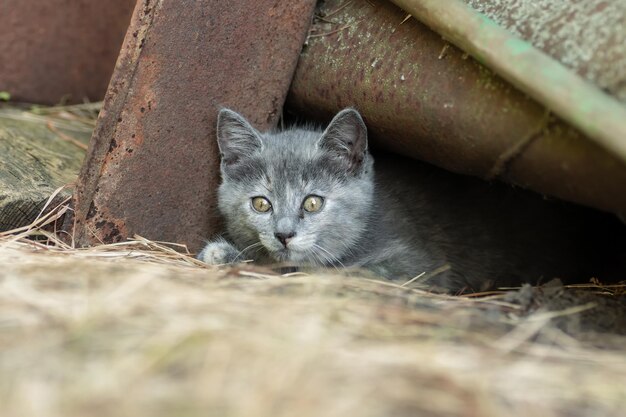 小さなかわいい灰色のふわふわ子猫屋外子猫の最初のステップ