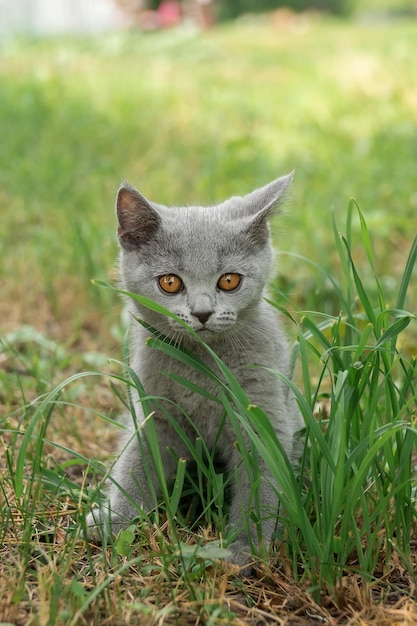 작은 귀여운 회색 솜털 새끼 고양이 야외 고양이 첫 번째 stepsx9