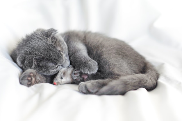 Little cute grey scottish kitty sleeping with his teddy mouse on the white bed, close up portrait