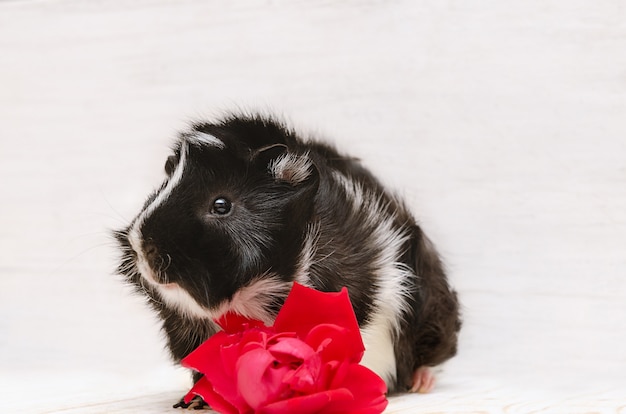 Little cute guinea pig on white wall