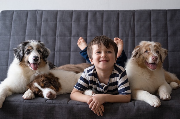 3つの小さなかわいいオーストラリアンシェパードレッド3色ブルーメルル子犬犬と小さなかわいい幸せな男の子。人間と動物の間の愛と友情。