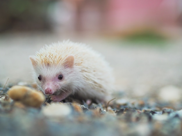 little cute hedgehog