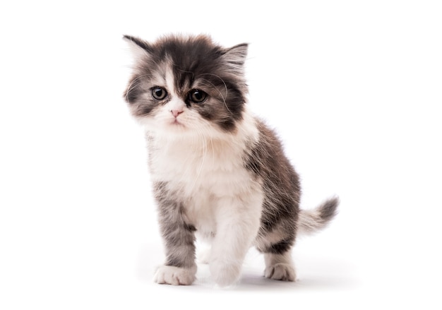 Little cute kitten isolated on white background