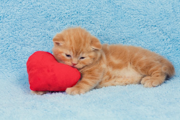 Little cute kitten lying on the heart-shaped pillow