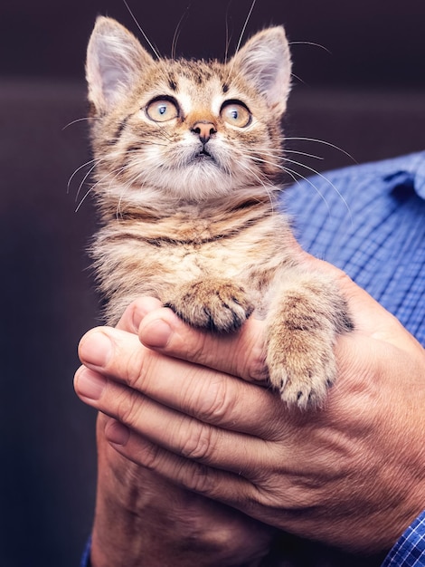 Маленький милый котенок в мужчине на руках на темном размытом фоне