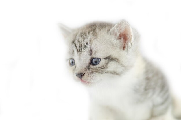 Little cute kitten portrait