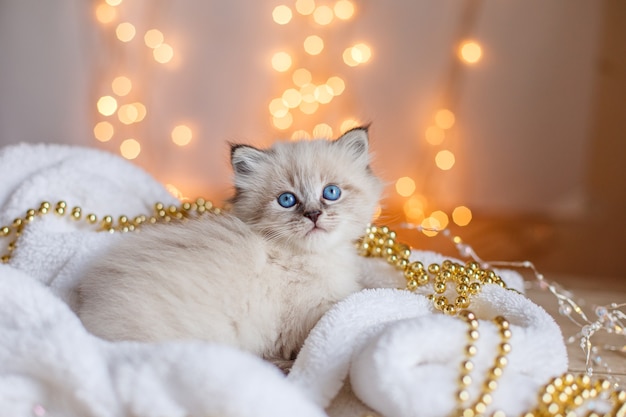 Little cute kitten sitting in a blanket