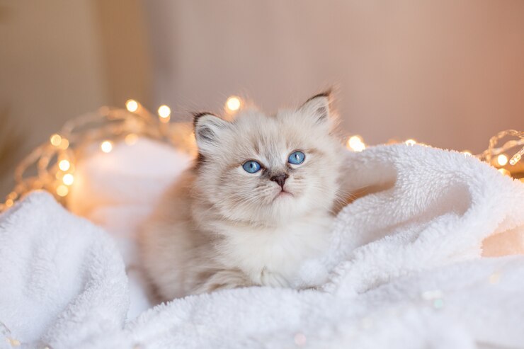 Фотография маленький милый котенок сидит в одеяле