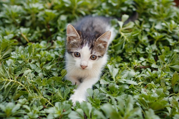 外の芝生に座っている小さなかわいい子猫