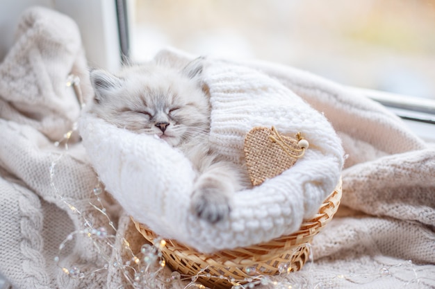 little cute kitten sleeping in a basket, heart