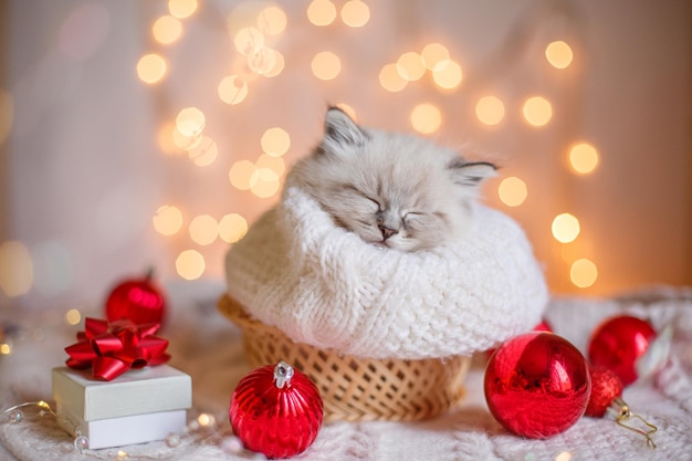 Piccolo gattino sveglio che dorme avvolto nella decorazione di natale della sciarpa