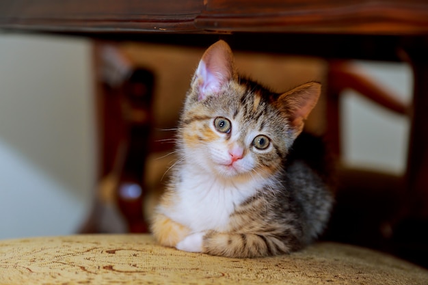 Little cute kitten striped white coloring with blue eyes sitting on a wicker chair