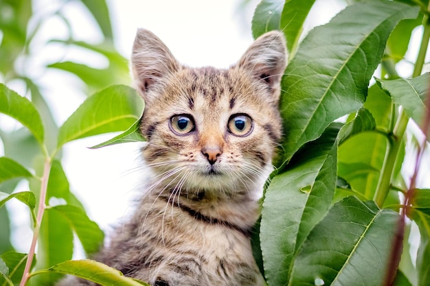 나무에 작은 귀여운 새끼 고양이를 닫습니다.