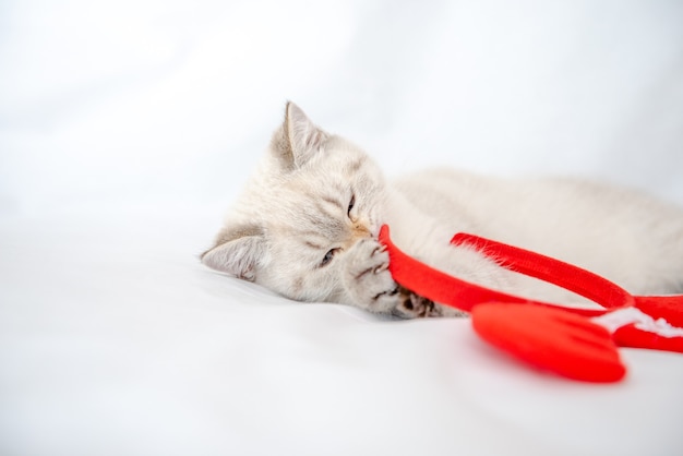 little cute kitten on a white background in the New Years decor gnaws a New Years toy