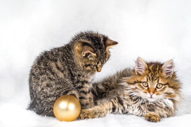 ふわふわの毛皮の白い背景で小さなかわいい子猫が遊んでいます。縞模様のふわふわの猫の赤ちゃんの装飾は、ストレッチあくびをして遊んで、彼らの食べ物を食べます