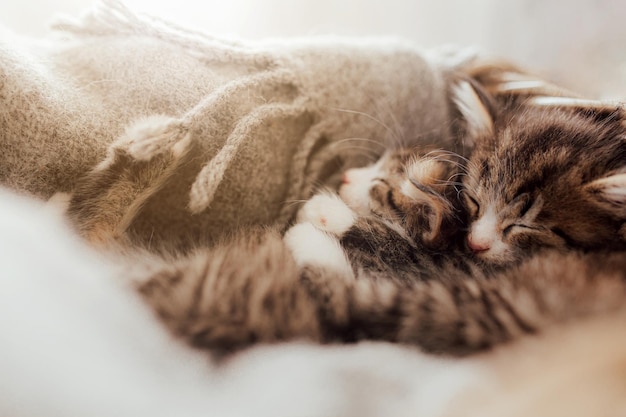 可愛い子猫が抱きしめて寝ています 毛布の光効果で覆われています 甘い猫が抱きしめています