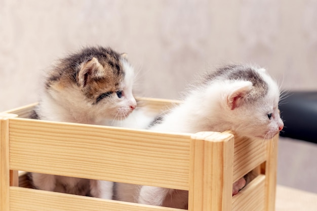 Маленькие милые котята в деревянной коробке пытаются выбраться из коробки