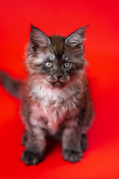 Little cute kitty of American Longhair of color black smoke sits on red background looks at camera