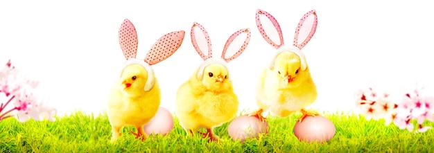 Little cute newborn baby chick for Easter celebration