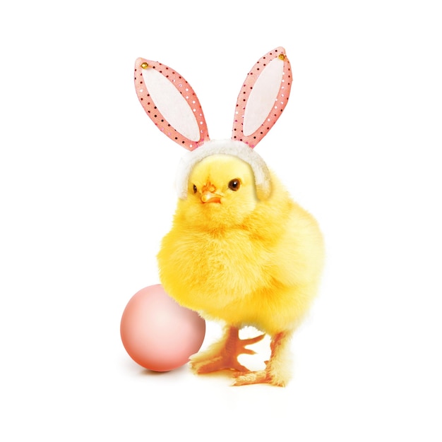 Photo little cute newborn baby chick for easter celebration