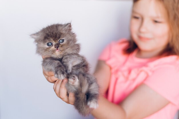 Piccolo gattino domestico persiano sveglio in mano della ragazza