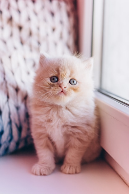 Little cute persian domestic kitten