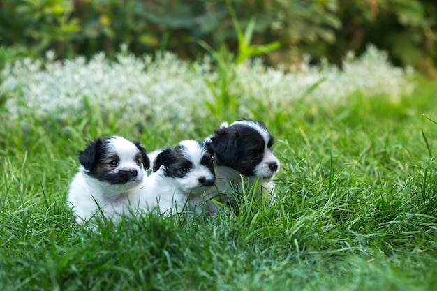 緑の芝生の上の小さなかわいい子犬パピヨン