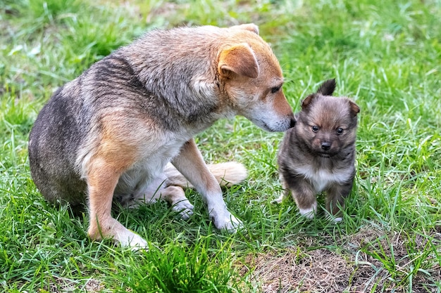 Little cute puppy next to his mother dog