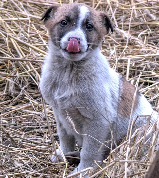 Foto il piccolo cucciolo carino si lecca