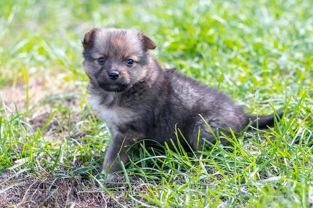 Little cute puppy sitting in the garden in the grass