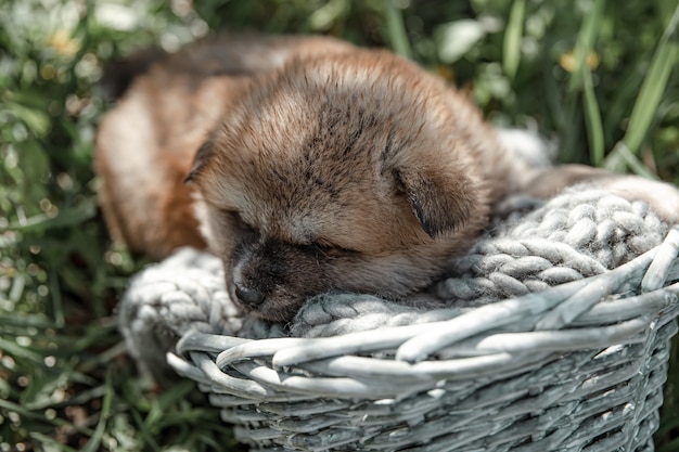 Little cute puppy sleeps in a basket among the grass outside.