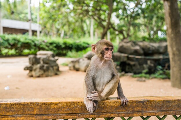 中国海南省の熱帯自然公園で小さなかわいい赤い顔猿アカゲザル。自然林エリアで生意気な猿。危険な動物と野生動物のシーン。マカカ・ムラッタ・コピースペース