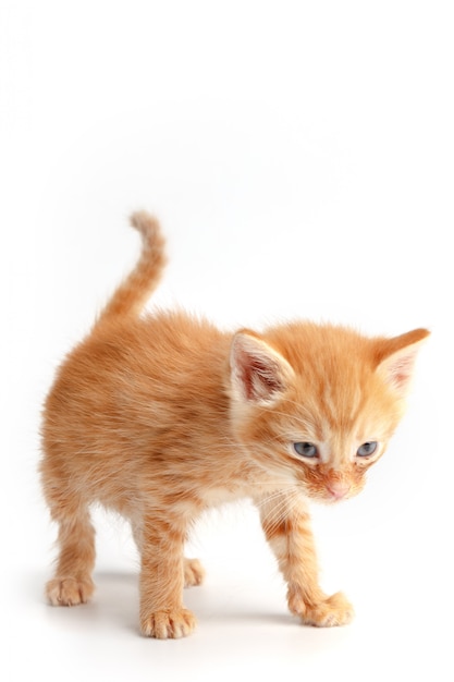Piccolo gattino rosso sveglio con gli occhi azzurri
