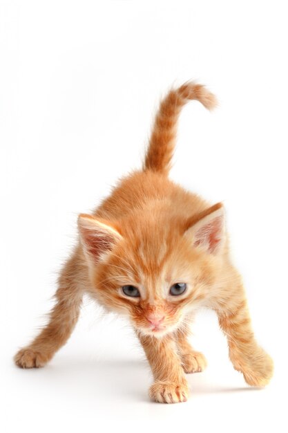 Piccolo gattino rosso sveglio con gli occhi azzurri