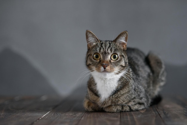 Piccolo gattino a strisce carino con colletto bianco e grandi occhi gialli seduto sul pavimento di legno e lokking