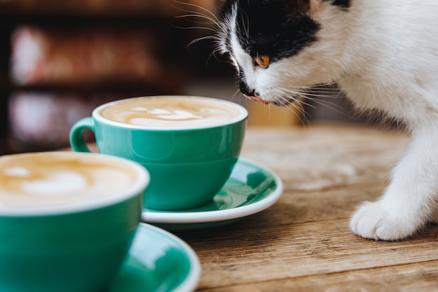 Little cute white cat with black spots licking his nose while smelling hot aroma cappuccino