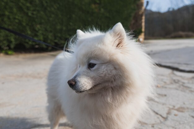 Little cute white dog outside.