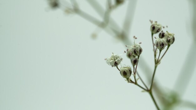 little cute white flower on a gentle background