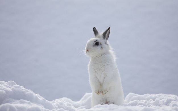 Photo little cute white hare on the snow