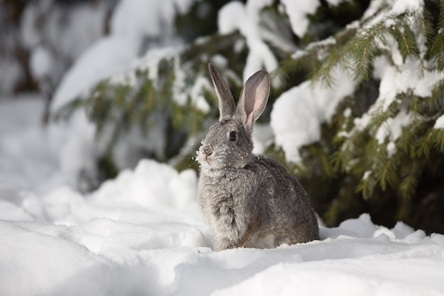 Piccola lepre bianca carina sulla neve