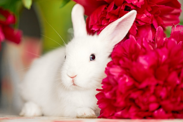 春の花が付いているバスケットの小さなかわいい白いウサギ