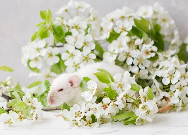 маленькая милая белая крыса в ветвях красивого цветущего вишневого дерева