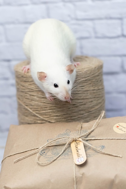 사진 작고 귀여운 흰 쥐가 크라프트지로 싸인 선물 위에 앉아 있습니다. 근처에 꼬기 롤이 서 있습니다.