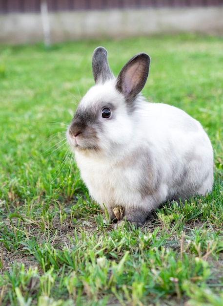 Little cute white with gray rabbit in green yard in summer day.\
easter bunny concept.