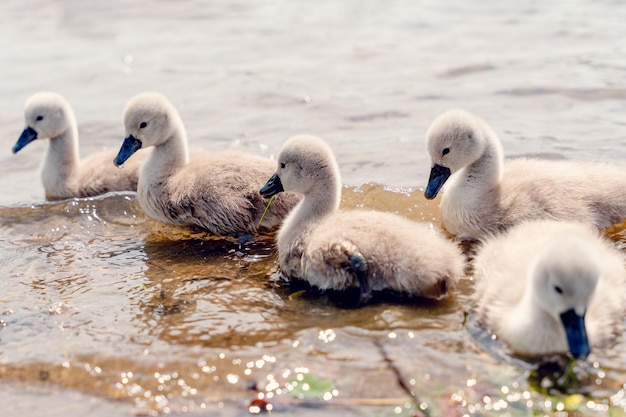 Little cygnets on the lake during the day