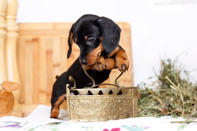 Little dachshund helper with vintage iron