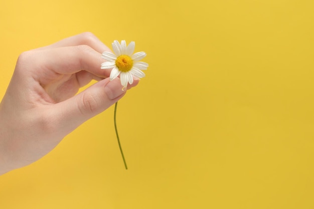 Little Daisie in woman hand on a yellow background