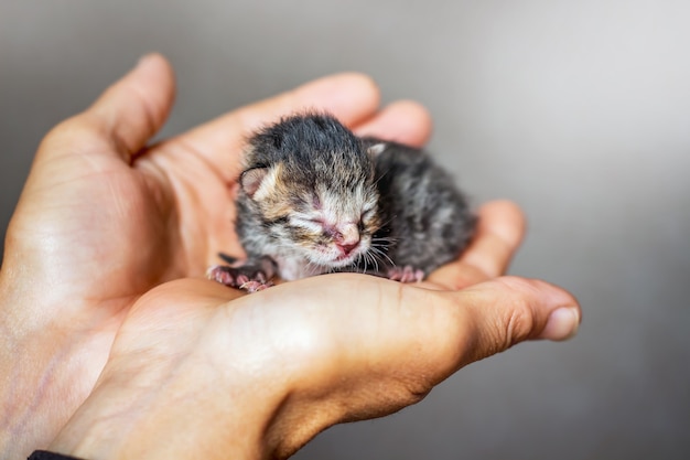 Piccolo gattino indifeso che cerca riparo