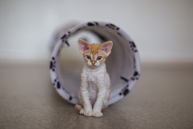 小さなデボンレックスの子猫がプレイパイプの近くに座っています